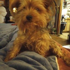 Meet your Posher, Ginger